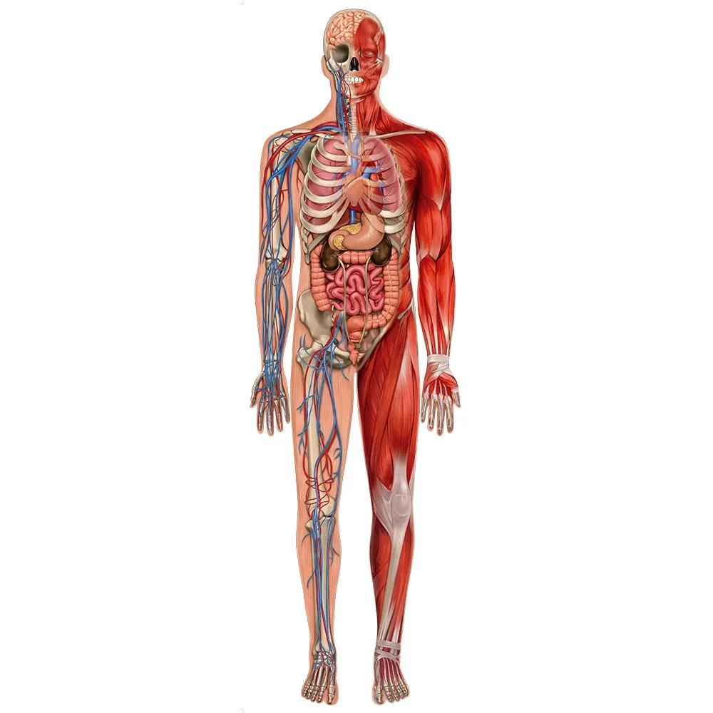 Puzzle Play Gigante Corpo Humano Grow